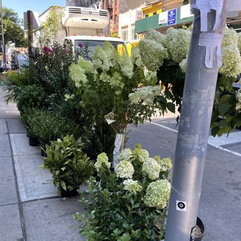 Dahing Plants - The overflowing selection on the street - Potted plants and white hydrangeas are arranged along a city sidewalk, with buildings and street activity in the background. - Florists Near Me - New York, New York