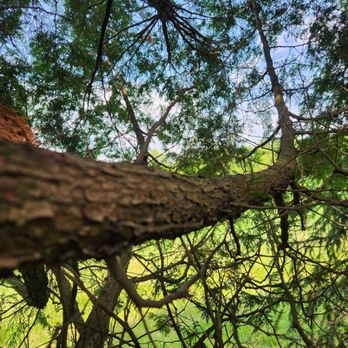 DTR Solutions - Tree Services Near Me - kokomo , Indiana