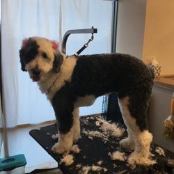 Hairy Styles Grooming Salon