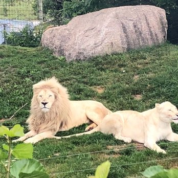 Toronto Zoo - Zoos Near Me - Toronto, Ontario Toronto Zoo - Zoos Near Me - Toronto, Ontario