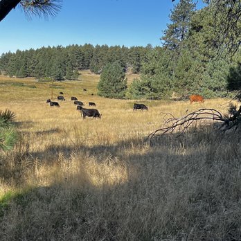 Mount Laguna Campground - You will see lots of grazing cows, no fencing they are right on the trails - Campgrounds Near Me - Mount Laguna, California