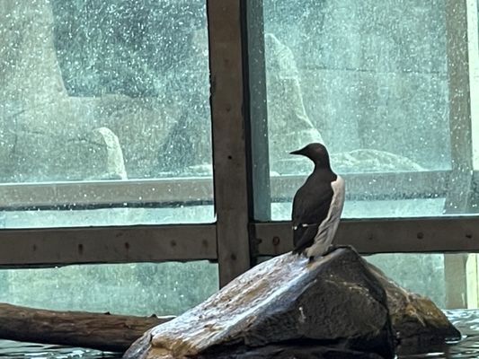 Alaska SeaLife Center by null