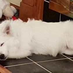 Class Act Obedience - LeRoy Jethro "Gibbs" taking a nap.