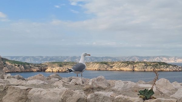 Château d'If by null