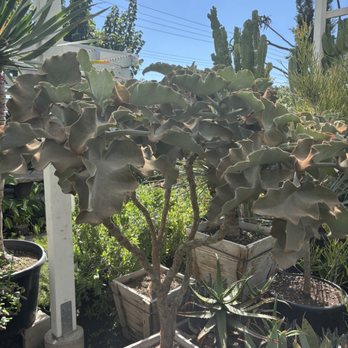 Upland Nursery - Nurseries & Gardening Near Me - Orange, California Upland Nursery - Nurseries & Gardening Near Me - Orange, California