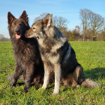 Bellevue German Shepherds - Pet Stores Near Me