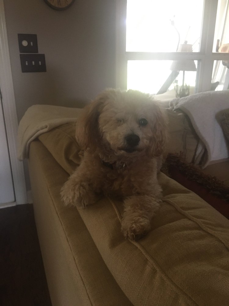 PAWFECTION PET SALON Updated August 2024 913 Honeysuckle Rd, Dothan