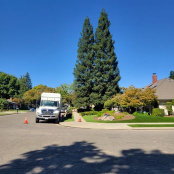 Happy Growing Landscaping - Redwood thinning - Tree Services Near Me - Clovis, California