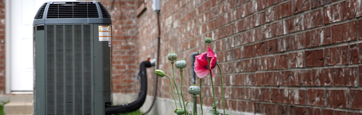 Slide of Green Apple Mechanical