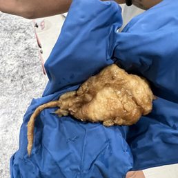 What part of the chicken is this ?