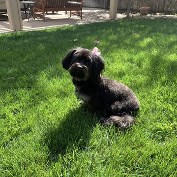 Canine Castle - Pet Groomers Near Me - Simi Valley, California Canine Castle - Pet Groomers Near Me - Simi Valley, California