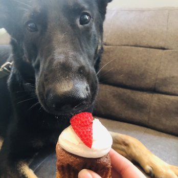 the dog chef - Strawberry cupcake w/ Greek yogurt frosting!! - Pet Stores Near Me - Baltimore, Maryland