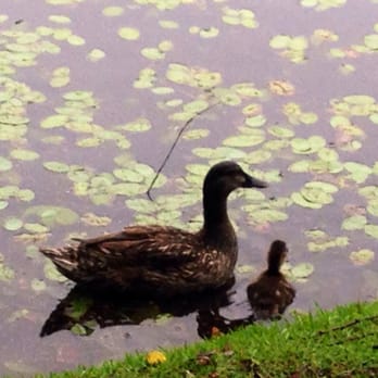 Sesquicentennial State Park - Parks Near Me - Columbia, South Carolina