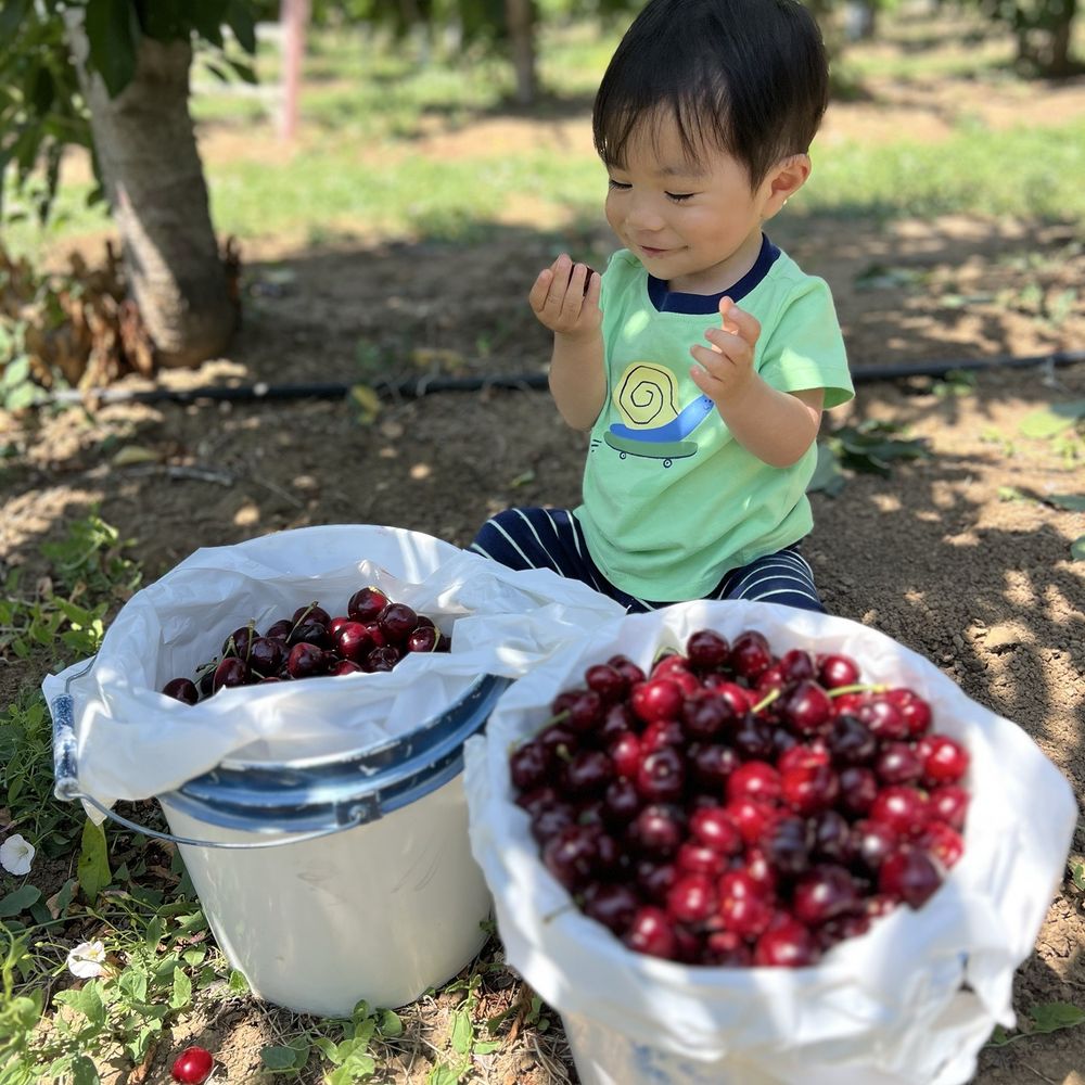 Maggiore Cherry Ranch - Got a ton! - Fruits & Veggies Near Me - Brentwood, California