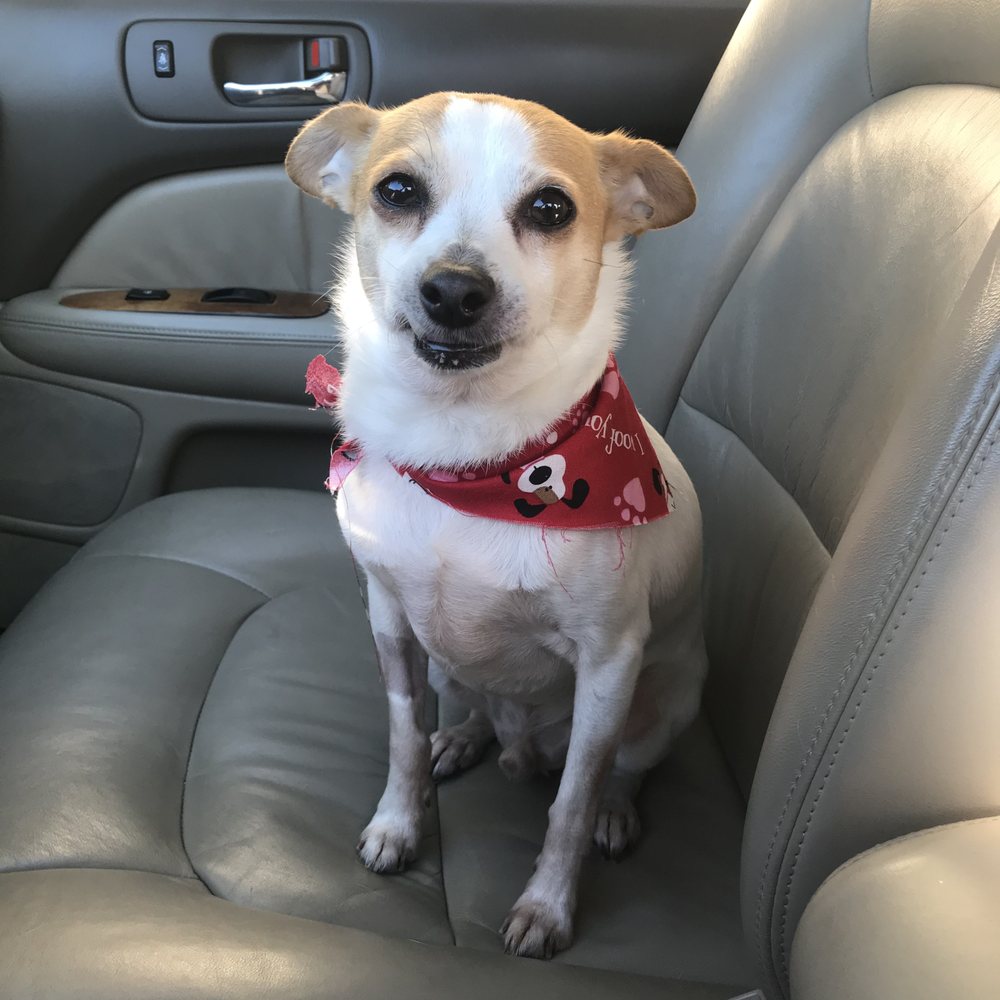 My pup after his visit. He is not very photogenic :3 My pup after his visit. He is not very photogenic :3
