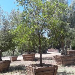 Apolonio Tree Nursery