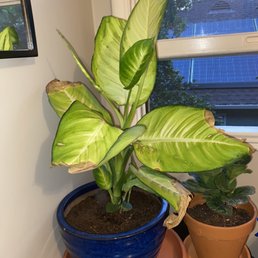 Dieffenbachia "Dumb Cane" Dieffenbachia "Dumb Cane"