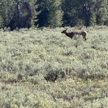 Jackson Hole Wildlife Safaris - Elk - Tours Near Me - Jackson, Wyoming Jackson Hole Wildlife Safaris - Elk - Tours Near Me - Jackson, Wyoming