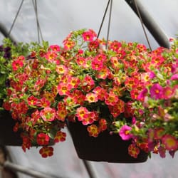 Flower Baskets