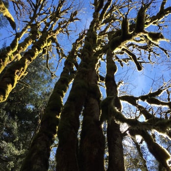 Whispering Woods Resort - Beautiful trees. - Resorts Near Me - Mount Hood Village, Oregon Whispering Woods Resort - Beautiful trees. - Resorts Near Me - Mount Hood Village, Oregon