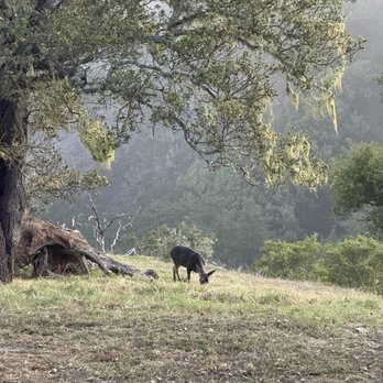 Nepenthe - Deer - New American Near Me - Big Sur, California Nepenthe - Deer - New American Near Me - Big Sur, California