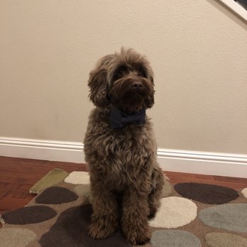 Cherry Chase Pet Hospital - Nacho - Veterinarians Near Me - Sunnyvale, California