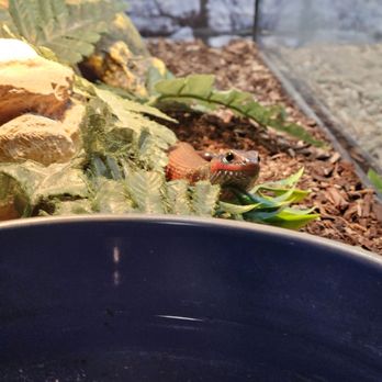 Wild Things - Reptile Shops Near Me - Las Vegas, Nevada