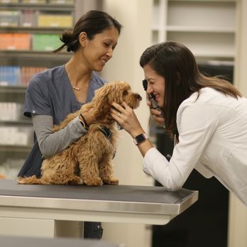 Ali'i Kahala Animal Clinic - Veterinarians Near Me - Honolulu, Hawaii