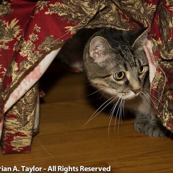 House Paws - Why did you let them in? Are they gone yet? - Veterinarians Near Me House Paws - Why did you let them in? Are they gone yet? - Veterinarians Near Me