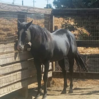Daehling Ranch - The stallion Gotham City, who was sold at a public auction for $2,000,000, stands for a breeding fee of $1,500. - Horse Racing Near Me - Elk Grove, California