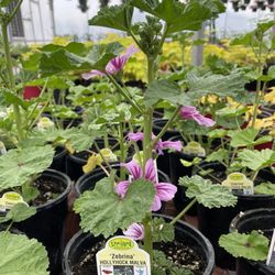 Perennials Galore Greenhouse