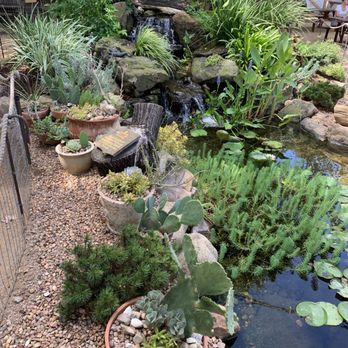 Cosmic - Charming garden - Coffee & Tea Near Me - Austin, Texas Cosmic - Charming garden - Coffee & Tea Near Me - Austin, Texas