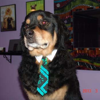Another Doggone Salon - Bernie, the Rottie/golden - Pet Groomers Near Me - Harrisburg, Pennsylvania Another Doggone Salon - Bernie, the Rottie/golden - Pet Groomers Near Me - Harrisburg, Pennsylvania