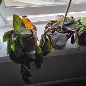 Succulents Box - Plants that were delivered to me from the business. - Nurseries & Gardening Near Me - Silverado, California