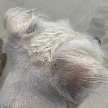 Perky Pooch - The neck of the dog with an uneven choppy cut on top of the head. - Pet Groomers Near Me - Victorville, California Perky Pooch - The neck of the dog with an uneven choppy cut on top of the head. - Pet Groomers Near Me - Victorville, California