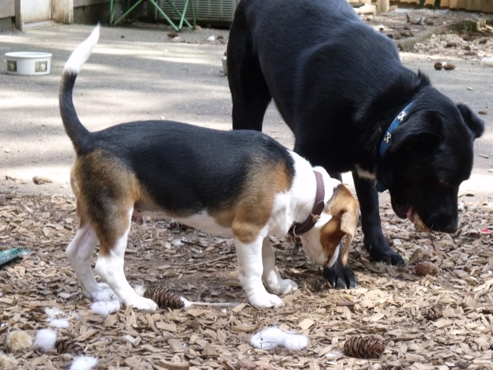 SANDY’S DOG BOARDING Updated September 2024 Oregon City, Oregon