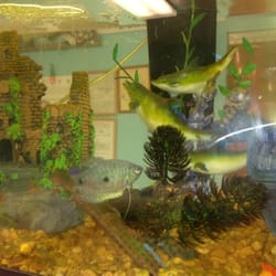 Leidy Seafood - A fish market with live fish... Not for sale.
