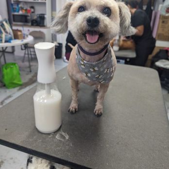 Feldspar Pet Spa - They did a great job!!! She's smiling. - Pet Groomers Near Me - Davis, California Feldspar Pet Spa - They did a great job!!! She's smiling. - Pet Groomers Near Me - Davis, California