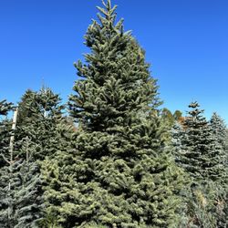 Hillside Tree Farm - We found our tree! We yelled cutter and someone ran over to help us cut the tree