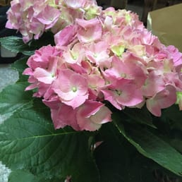 Beautiful indoor hydrangea !!