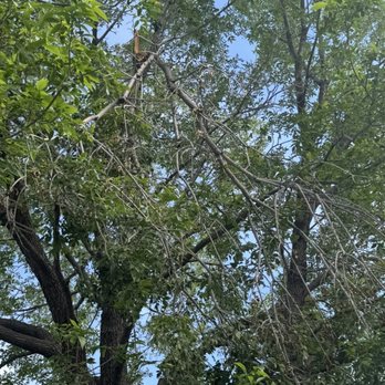 C & O Multiservice - Tree Services Near Me - Thornton, Colorado