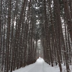 Rice Creek Regional Trail Corridor - Beautiful trail for snowshoe exercise too!