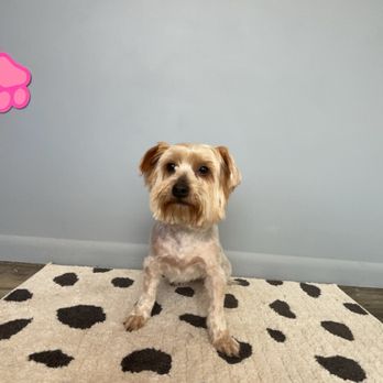 Pawfect Pet Grooming - Pet Groomers Near Me - Big Stone Gap, Virginia Pawfect Pet Grooming - Pet Groomers Near Me - Big Stone Gap, Virginia