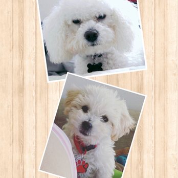 California Veterinary Hospital - (RIP) Chico (1st pic) and Mochi (2nd pic) - Veterinarians Near Me - Gardena, California
