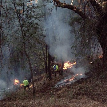 Crossfire Tree & Vegetation Services - Tree Services Near Me - Paradise, California