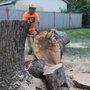 Weber Tree Care