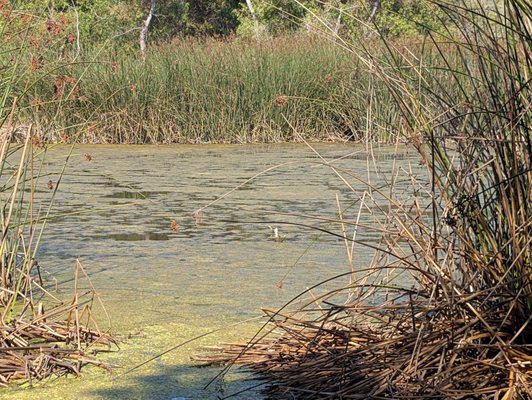 Shipley Nature Center by null