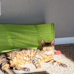 Nala's Pet Sitters