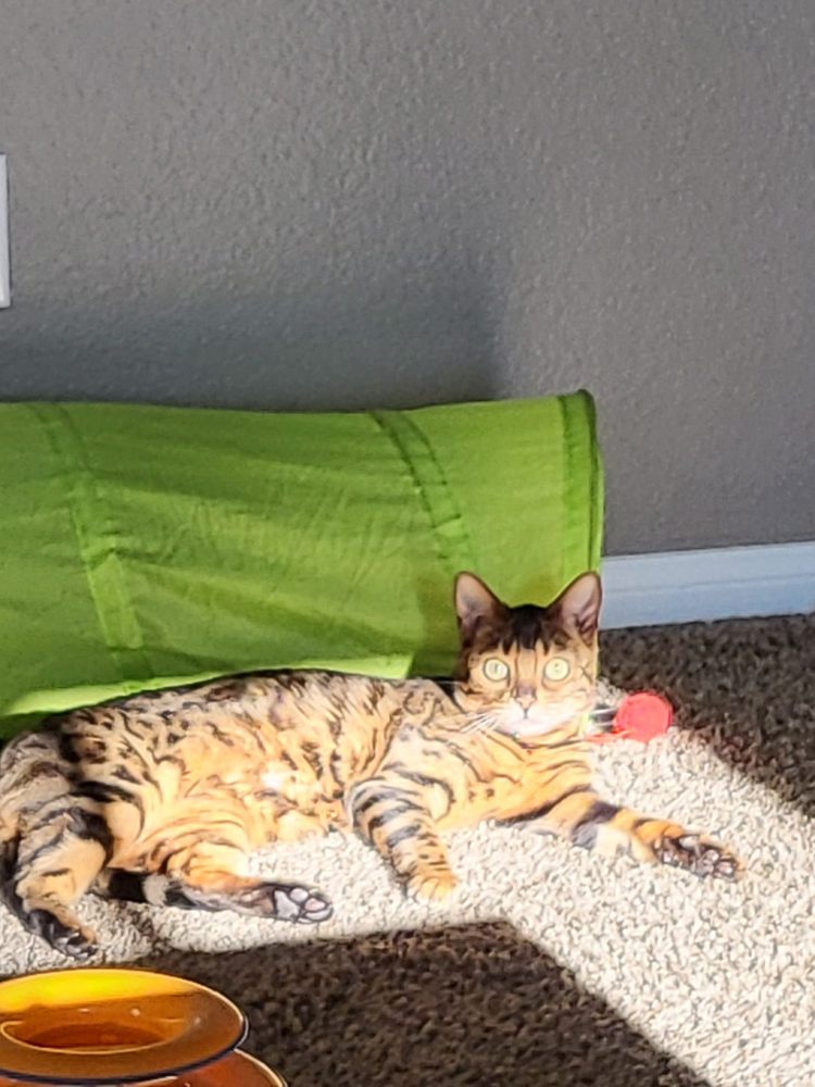 NALA’S PET SITTERS Updated October 2024 Las Vegas, Nevada Pet