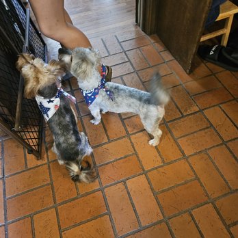 Kountry Kuts - Zeus and Apollo - Pet Groomers Near Me - Richmond, Missouri Kountry Kuts - Zeus and Apollo - Pet Groomers Near Me - Richmond, Missouri